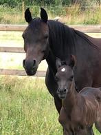 Arabische Volbloedmerrie homozygoot zwart, Dieren en Toebehoren, Paarden, Merrie, Minder dan 160 cm, Gechipt, L