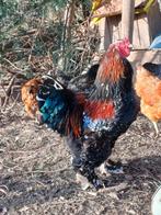 Brahma haan, Dieren en Toebehoren, Pluimvee