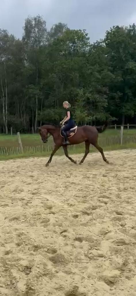 Topper voor de toekomst (4 jaarse merrie), Dieren en Toebehoren, Paarden, Merrie, Niet van toepassing, 160 tot 165 cm, 3 tot 6 jaar