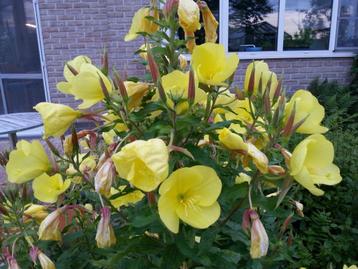 Grote teunisbloem - Oenothera beschikbaar voor biedingen