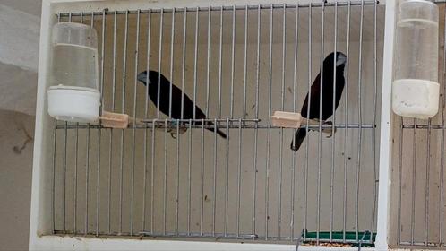 2-3 Lonchura grandis diksnavelnonnen, Dieren en Toebehoren, Vogels | Overige Vogels, Tropenvogel, Meerdere dieren, Geringd