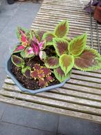 Meerdere potten met mooie siernetels/ Coleus, Huis en Inrichting, Kamerplanten, Ophalen, In pot, Halfschaduw