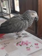 Grijze roodstaart papegaai, Dieren en Toebehoren, Vogels | Parkieten en Papegaaien, Papegaai, Tam