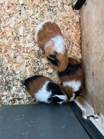 3 jonge cavia’s, Dieren en Toebehoren, Knaagdieren, Cavia