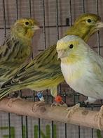 Kanaries opaal/agaat, Meerdere dieren, Kleurkanarie