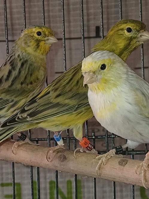 Kanaries opaal/agaat, Dieren en Toebehoren, Vogels | Kanaries, Kleurkanarie, Meerdere dieren