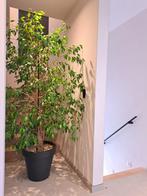 Ficus Benjamina, Ophalen, Ficus, 200 cm of meer, Halfschaduw