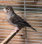 Kanaries: 3popjes + 3mannetjes (3 á 5jr oud), Meerdere dieren