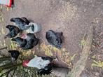 Broedeieren van marans zwart zilverhals, Dieren en Toebehoren, Pluimvee
