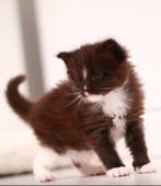 Mainecoon kittens, Dieren en Toebehoren, Katten en Kittens | Raskatten | Langhaar, Meerdere dieren, Gechipt, 0 tot 2 jaar