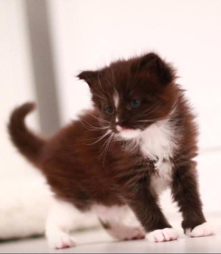 Mainecoon kittens, Dieren en Toebehoren, Katten en Kittens | Raskatten | Langhaar, Meerdere dieren, 0 tot 2 jaar, Gechipt, Ontwormd