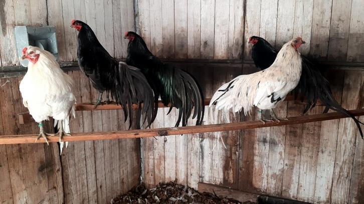 Sumatra's 2025, Dieren en Toebehoren, Vogels | Duiven