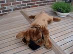 Pluchen decoratie hond, Ophalen of Verzenden, Nieuw, Hond