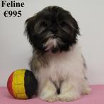 Shih Tzu (teefjes) Belgische pups te koop, Dieren en Toebehoren, Honden | Chihuahua's en Gezelschapshonden, België, CDV (hondenziekte)