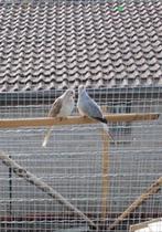 Diamantduif, Dieren en Toebehoren, Vogels | Duiven, Meerdere dieren, Overige soorten