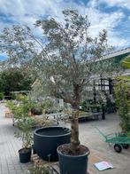 Olijfboom, Tuin en Terras, Planten | Bomen, Ophalen, Olijfboom