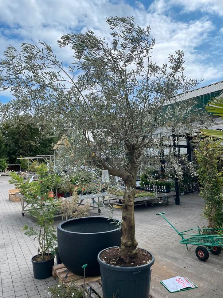 Olijfboom, Tuin en Terras, Planten | Bomen, Olijfboom, Ophalen