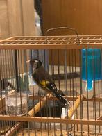 parva, Animaux & Accessoires, Mâle, Oiseau chanteur sauvage, Domestique