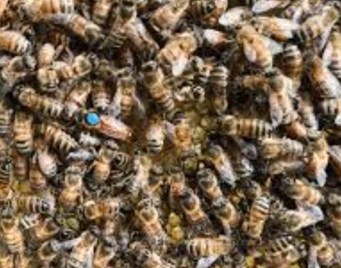 Jonge bijen koninginnen carnica f1, Dieren en Toebehoren, Insecten en Spinnen, Bijen