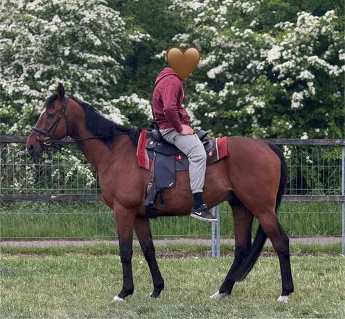 De braafste en liefste ruin, Dieren en Toebehoren, Paarden, Ruin, M, 160 tot 165 cm, 11 jaar of ouder, Recreatiepaard, Gechipt