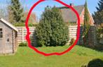 Portugese laurier, Tuin en Terras, Ophalen, Struik, Overige soorten, 250 cm of meer