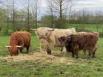 Schotse hooglanders kalf stier, Dieren en Toebehoren, Mannelijk, 0 tot 2 jaar