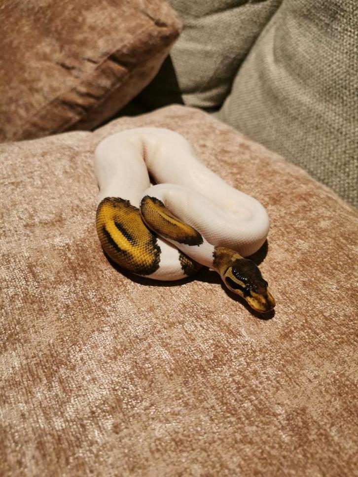 Python Regius te koop, Dieren en Toebehoren, Reptielen en Amfibieën