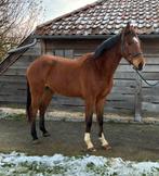 3-jarige ruin met potentieel, Dieren en Toebehoren, Springpaard, Gechipt, Ruin, Onbeleerd