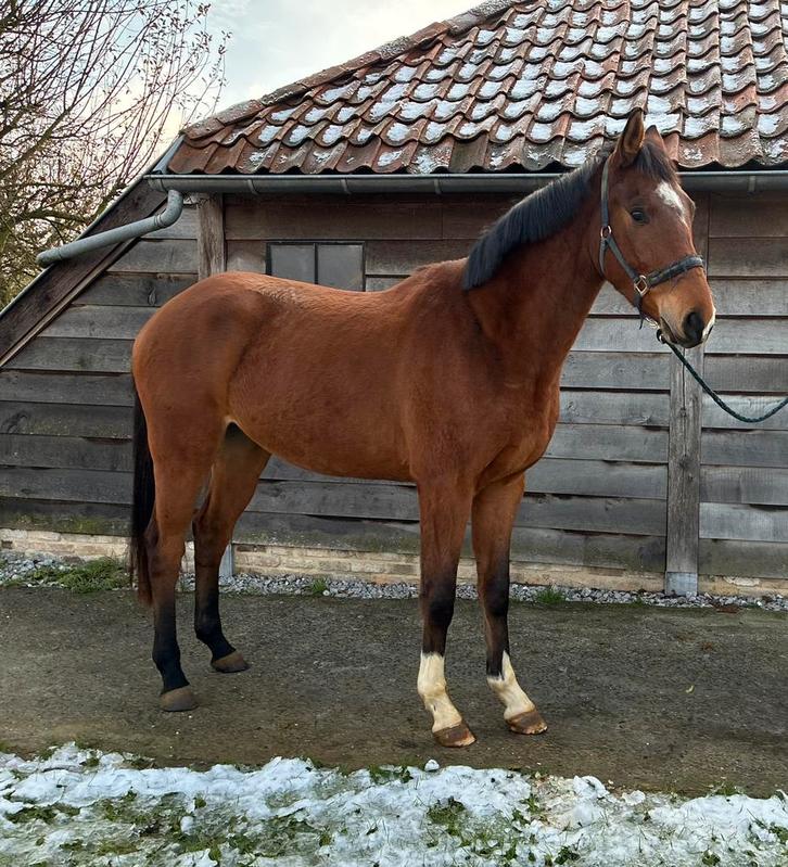3-jarige ruin met potentieel, Dieren en Toebehoren, Paarden, Ruin, Onbeleerd, 170 tot 175 cm, 3 tot 6 jaar, Springpaard, Met stamboom