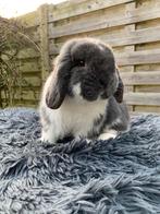 Nederlands hangoordwerg blauw bonte ram, Dieren en Toebehoren, Mannelijk, Dwerg, Hangoor