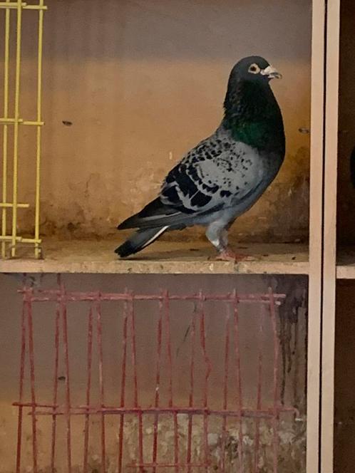Oude duiven, Dieren en Toebehoren, Vogels | Duiven