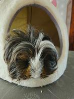 sheltie beer, Dieren en Toebehoren, Knaagdieren, Mannelijk, Cavia