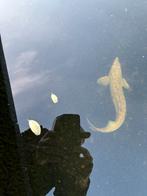 75 cm albino steur, Dieren en Toebehoren, Vissen | Vijvervissen, Steur