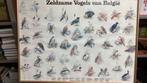 Mooie ingekaderde vogelposters, Ophalen, Natuur en Biologie