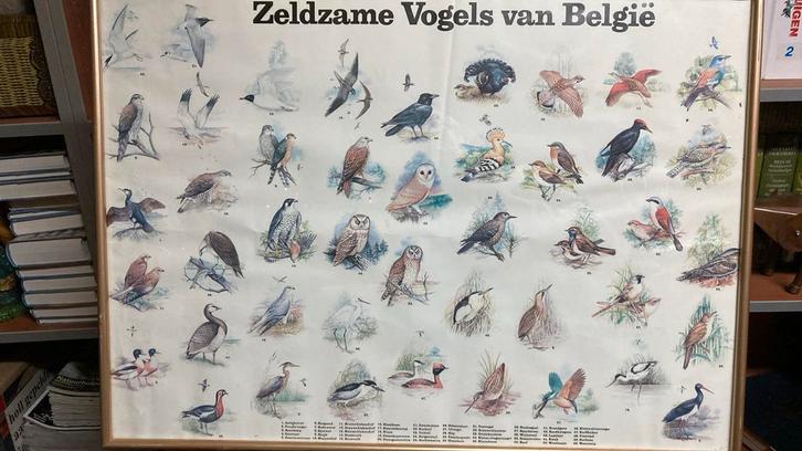 Mooie ingekaderde vogelposters, Antiek en Kunst, Antiek | Schoolplaten, Natuur en Biologie, Ophalen