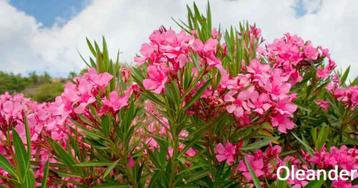 Oleander struiken, Rode & Roze soort in pot, +/- 50 cm = 15€