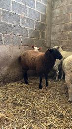 Ooilameren te koop, Dieren en Toebehoren, Vrouwelijk, Schaap, 0 tot 2 jaar