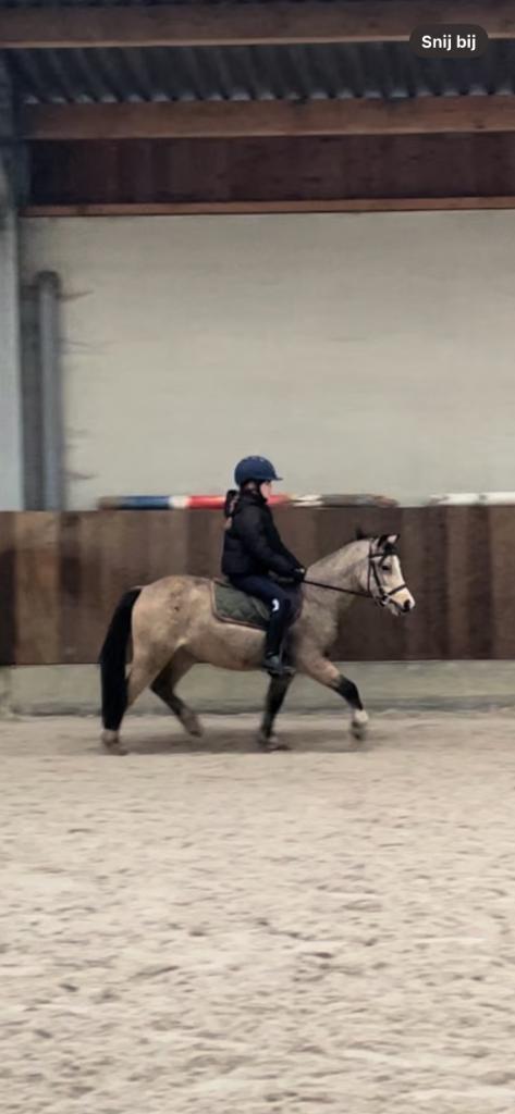 Super brave grote A, Dieren en Toebehoren, Pony's, Ruin, B, A pony (tot 1.17m), 3 tot 6 jaar, Met stamboom, Gechipt, Ontwormd
