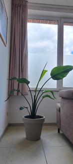 Strelitzia Nicolai, Ophalen
