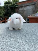 Minilop, Dieren en Toebehoren, Konijnen
