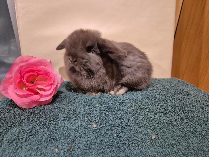 2 choco Minilop voedstertjes, Animaux & Accessoires, Lapins, Nain, Femelle, 0 à 2 ans, Oreilles tombantes