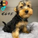 Yorkshire Terriër mâles - chiots belges à vendre, Animaux & Accessoires, Commerçant, Yorkshire Terrier, Chien (mâle), Belgique