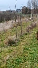 +/-70 kersenbomen worden nu 4 jaar., Ophalen, Boomteelt, Zaaien, Planten of Poten