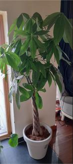 Watercacao kamerplant, Ombre partielle, En pot, Plante verte, 150 à 200 cm