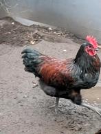 Marans haan, Dieren en Toebehoren, Pluimvee