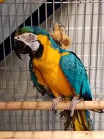 Ara bleu-jaune mâle de 3 ans avec ADN, Animaux & Accessoires, Oiseaux | Perruches & Perroquets, Domestique, Perroquet, Mâle