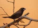 Borneobronzeman - Lonchura fuscans, Plusieurs animaux, Oiseau tropical, Bagué