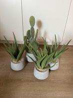 Faux cactus et aloe vera, Maison & Meubles, Plantes d'intérieur, Enlèvement ou Envoi
