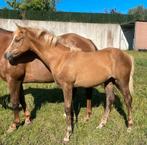 APHA palomino merrieveulen GP A SPOOK IN TOWN, Dieren en Toebehoren, Paarden