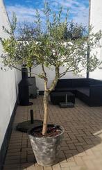 Olijfboom, Jardin & Terrasse, Plantes | Arbres, Enlèvement, En pot, Olivier